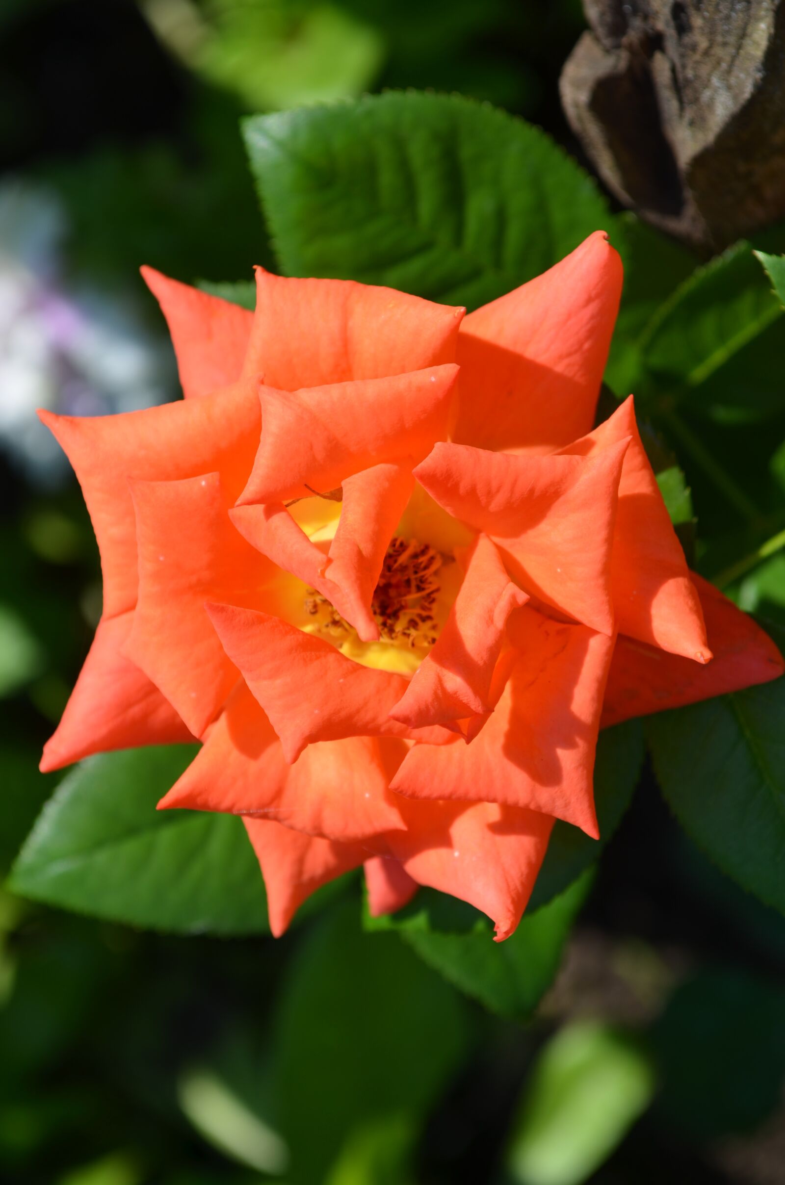 Nikon D5100 sample photo. Rose, orange rose, flower photography