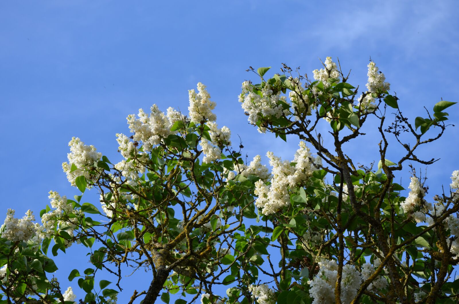 Nikon D5100 sample photo. Lilac tree, white, plant photography