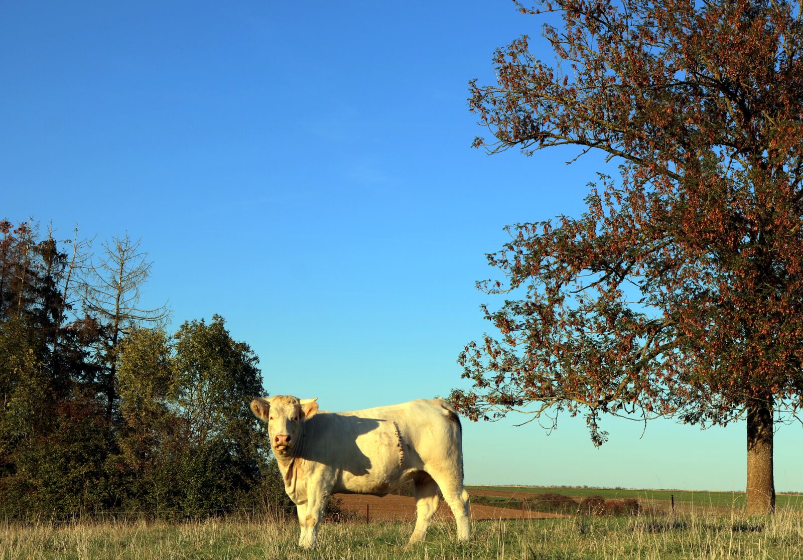 Canon EOS 750D (EOS Rebel T6i / EOS Kiss X8i) sample photo. Cow, field, cattle photography