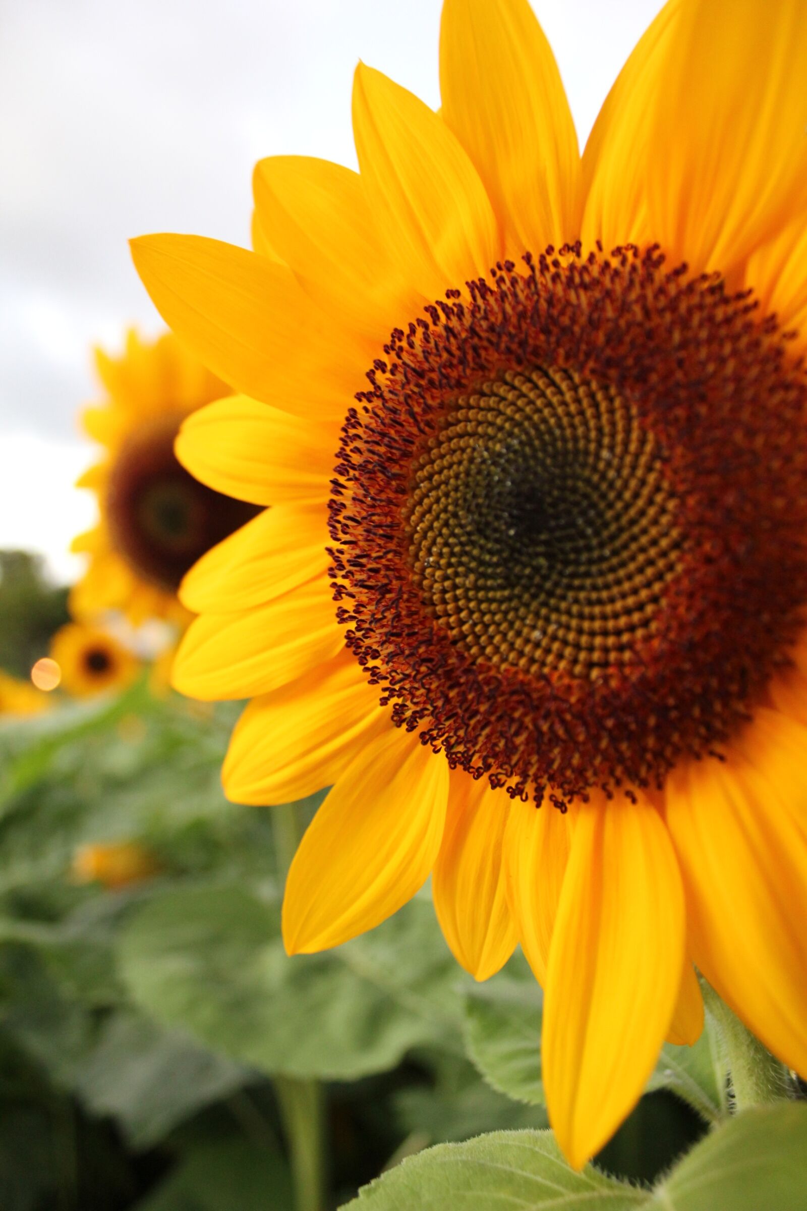 Canon EOS 550D (EOS Rebel T2i / EOS Kiss X4) sample photo. Sunflower, plant, nature photography