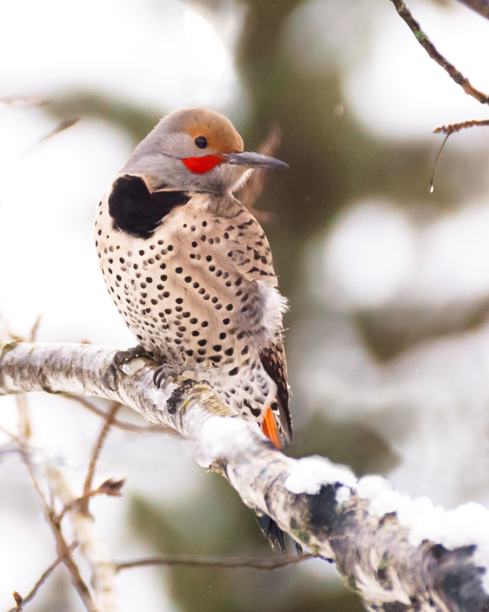 Sony DT 55-300mm F4.5-5.6 SAM sample photo. Woodpecker, flicker, bird photography