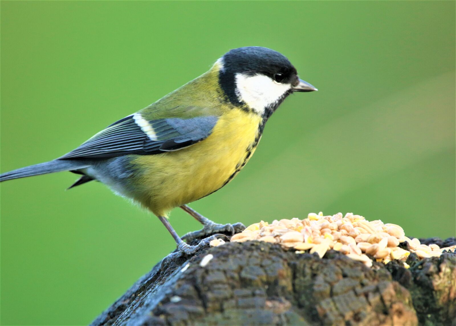 Canon EOS 7D Mark II sample photo. Tit, great tit, bird photography