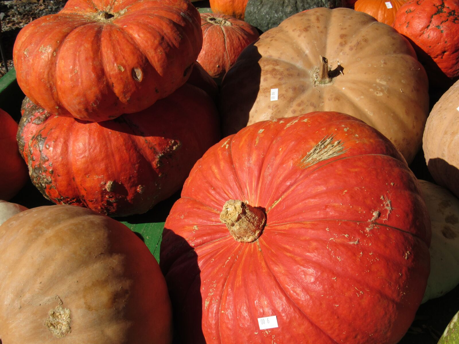 Canon PowerShot SX530 HS sample photo. Fall, pumpkins, halloween photography
