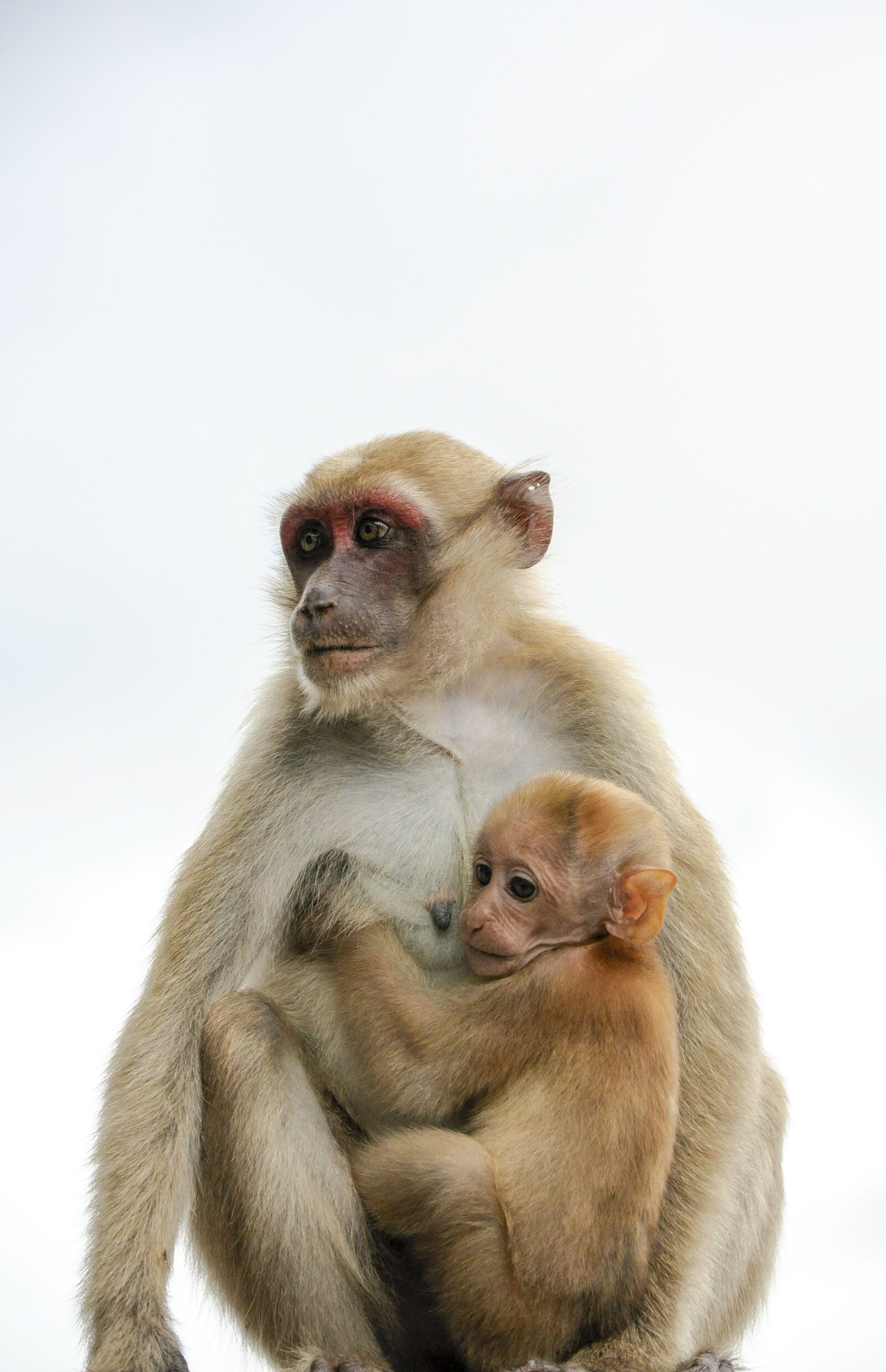 Nikon D90 sample photo. Monkey, animal, mammal photography