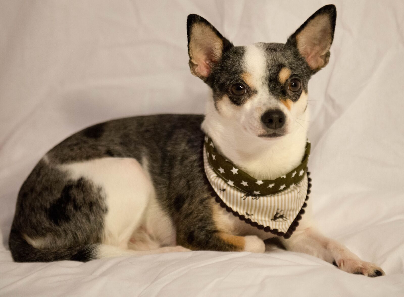 Nikon D800 sample photo. Dog, small dog, pet photography