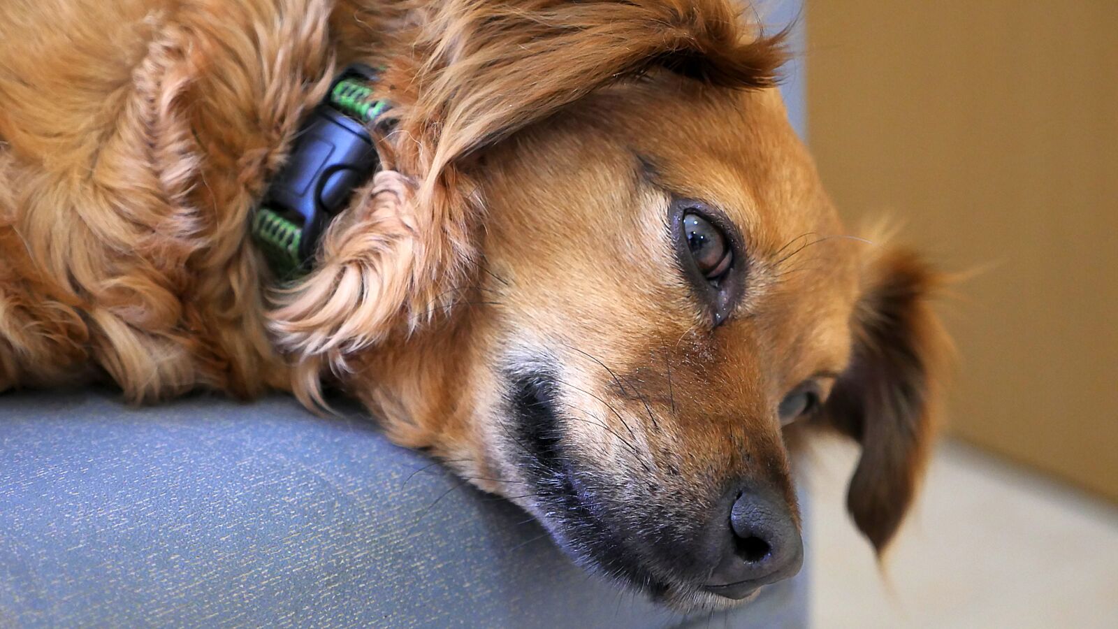Panasonic Lumix DMC-GH4 sample photo. Dog, pet, canine photography