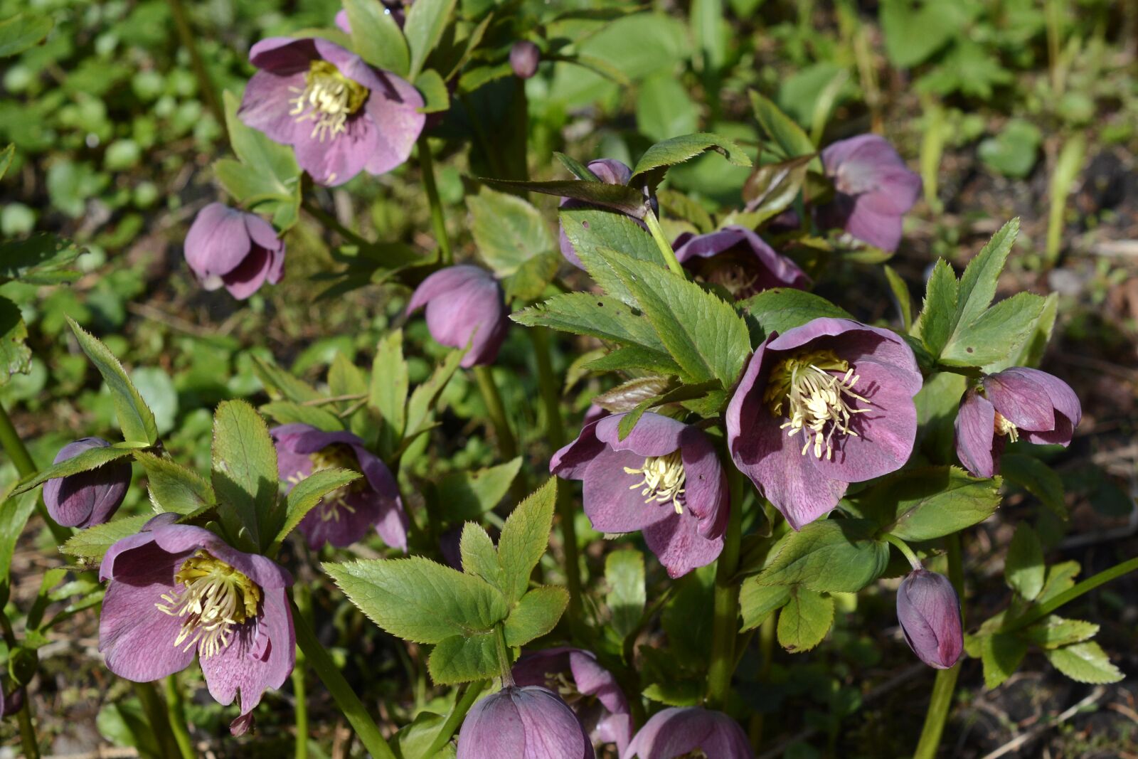 Nikon D7100 sample photo. Spring roses, hellebore, flowers photography
