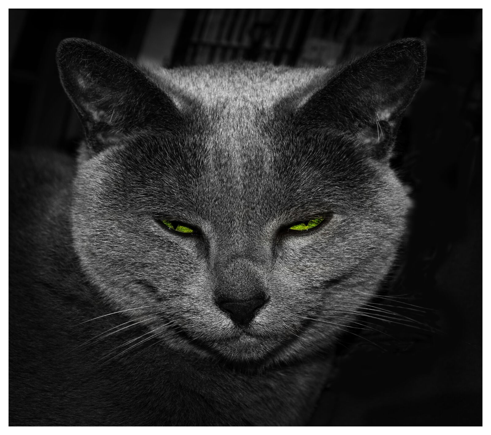 Canon EOS 7D sample photo. Beautiful, cat, kitty photography