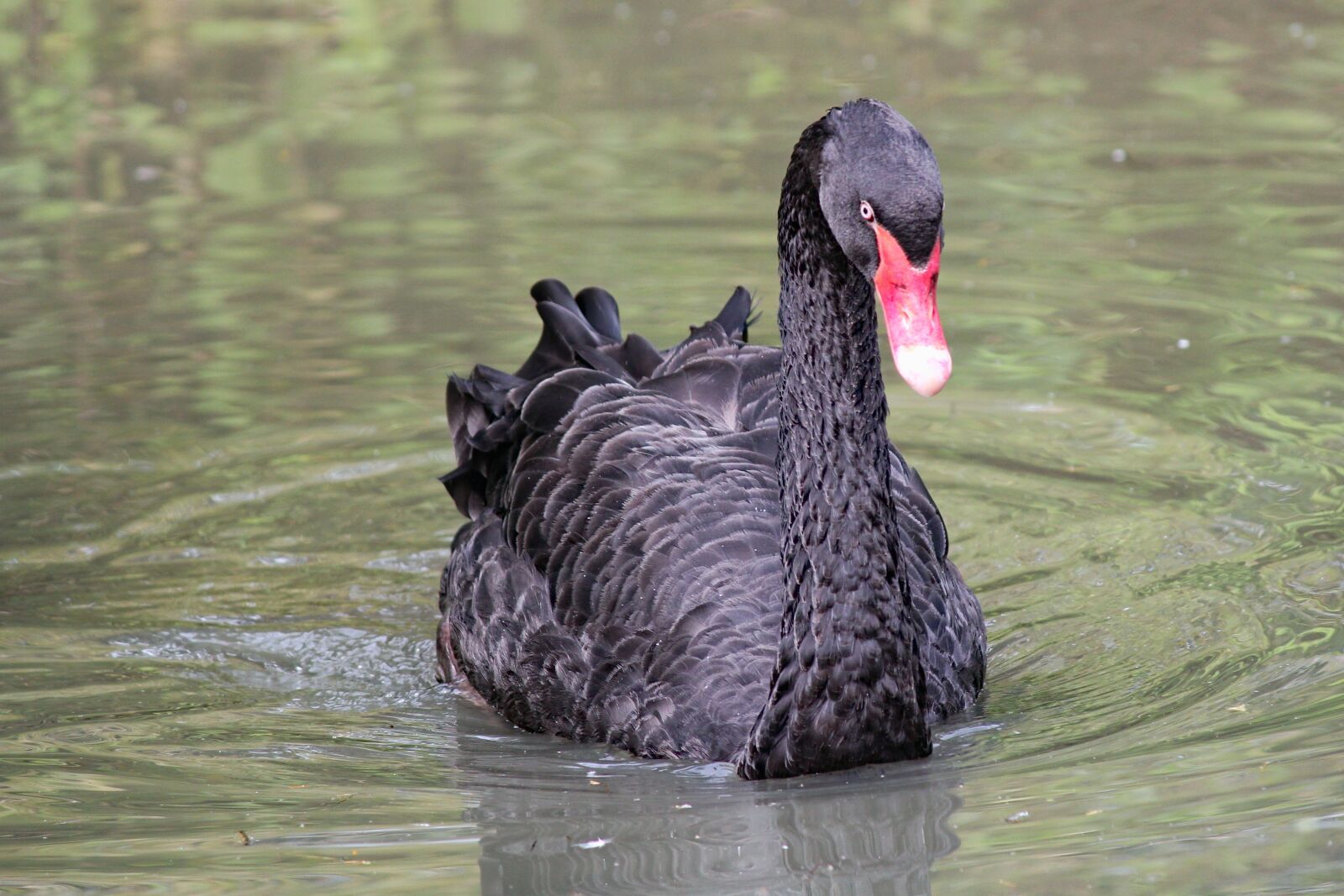 Canon EOS 550D (EOS Rebel T2i / EOS Kiss X4) sample photo. Swan, black, bird photography