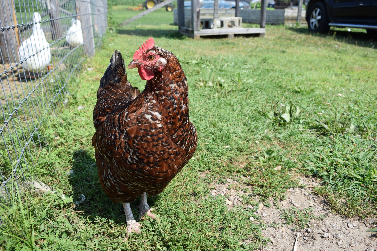Nikon D3300 sample photo