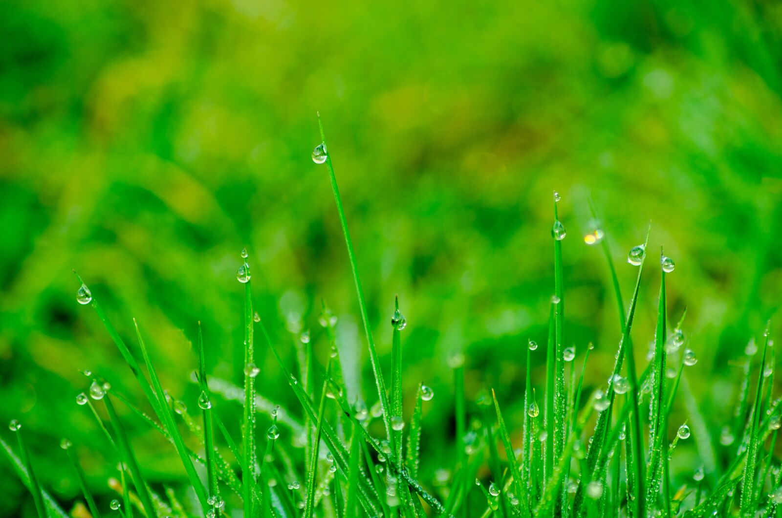 Nikon D5100 sample photo. Grass, rush, meadow photography