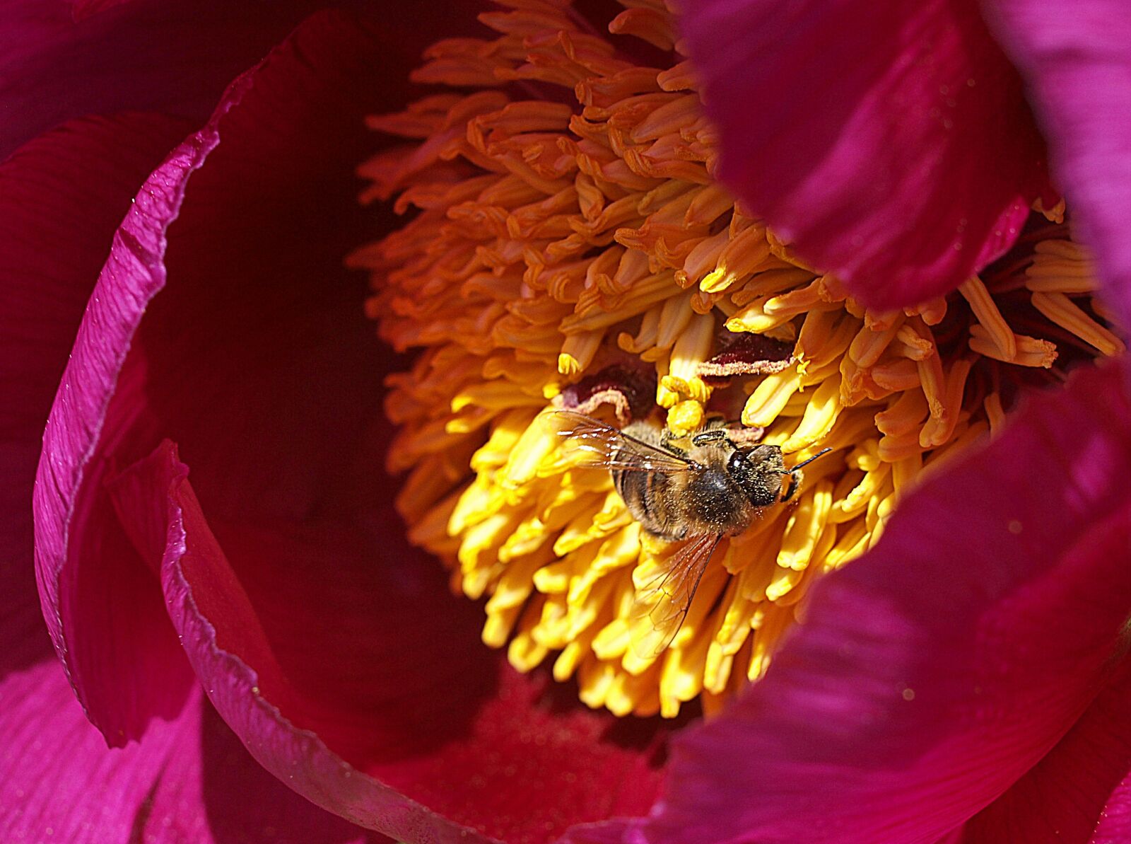 Olympus E-520 (EVOLT E-520) sample photo. Flower, nature, petal photography