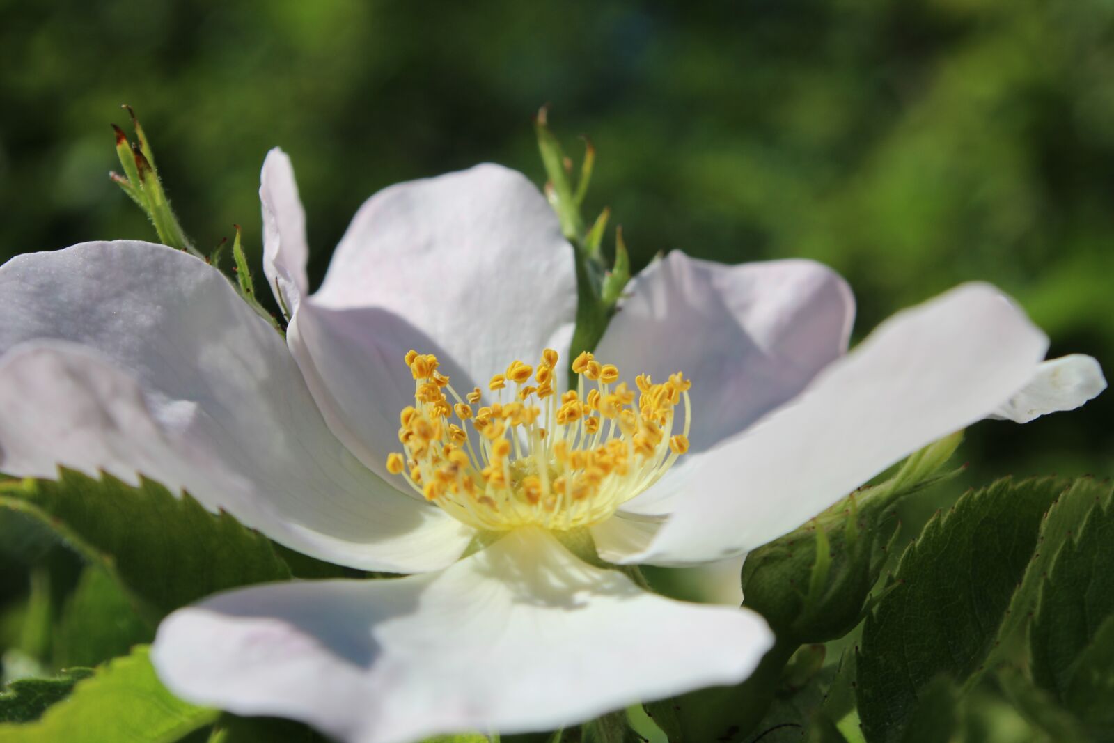 Canon EOS 600D (Rebel EOS T3i / EOS Kiss X5) sample photo. Wild rose, blossom, bloom photography
