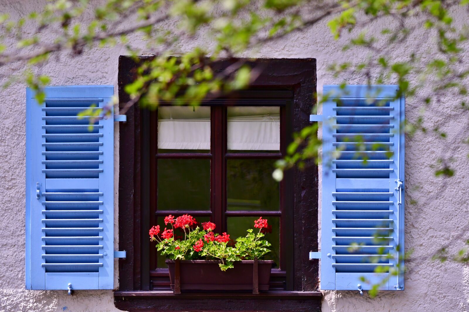 Nikon D500 sample photo. Window, shutters, geranium photography