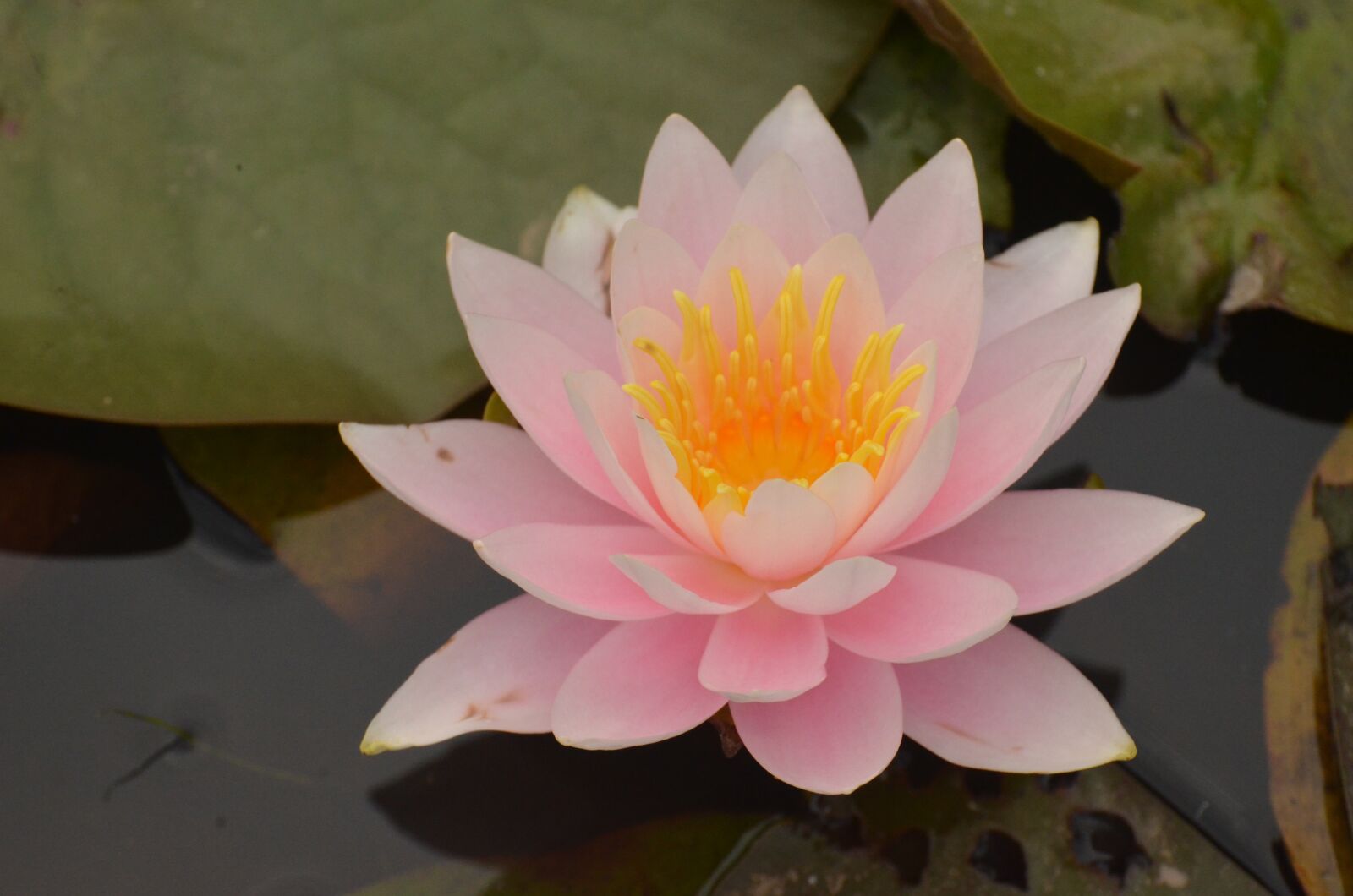 Nikon D5100 sample photo. Water lily, flower, nature photography