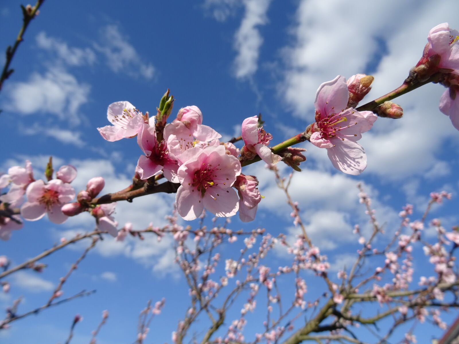 Sony DSC-HX60 sample photo. Flowers, pink, spring photography