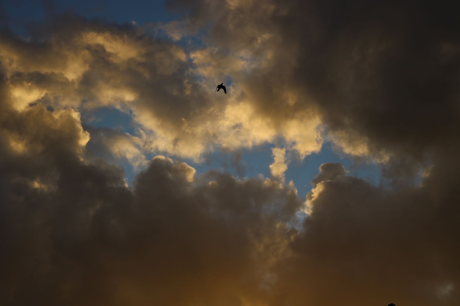 Canon EOS 750D (EOS Rebel T6i / EOS Kiss X8i) sample photo. Sky, bird, spring photography