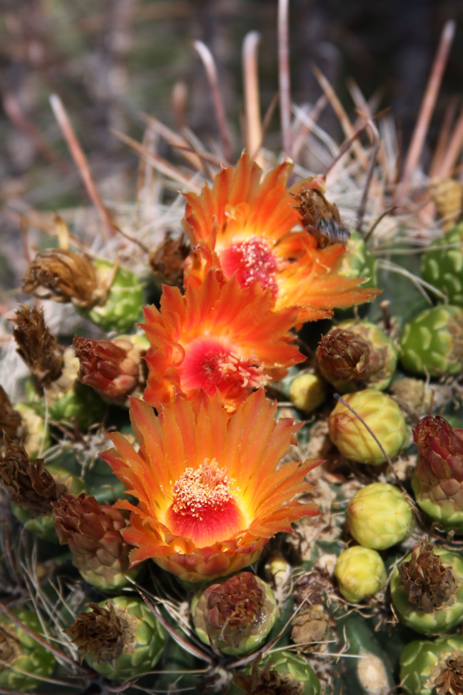 Canon EOS 50D sample photo. Nature, flora, flower photography