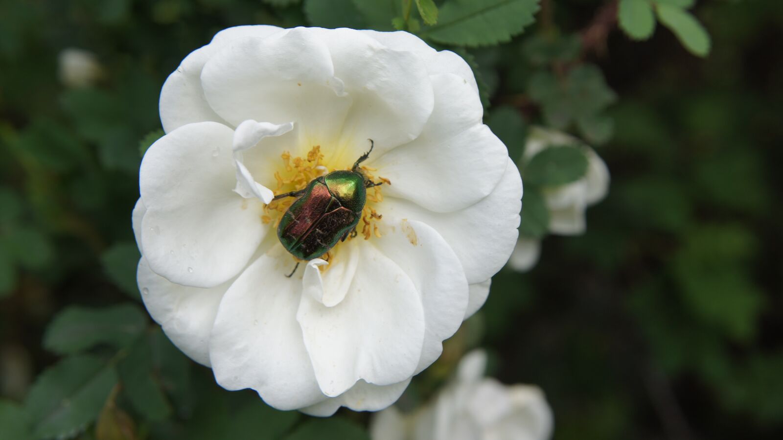 Sony SLT-A55 (SLT-A55V) sample photo. Wild rose, bush rose photography