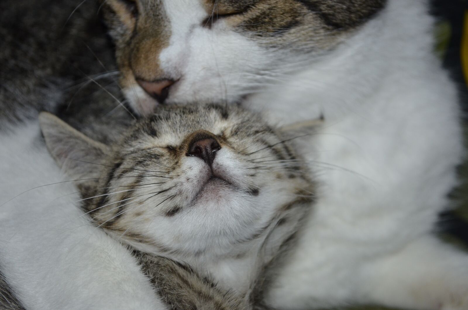 Nikon D5100 sample photo. Friends, cat, clean photography