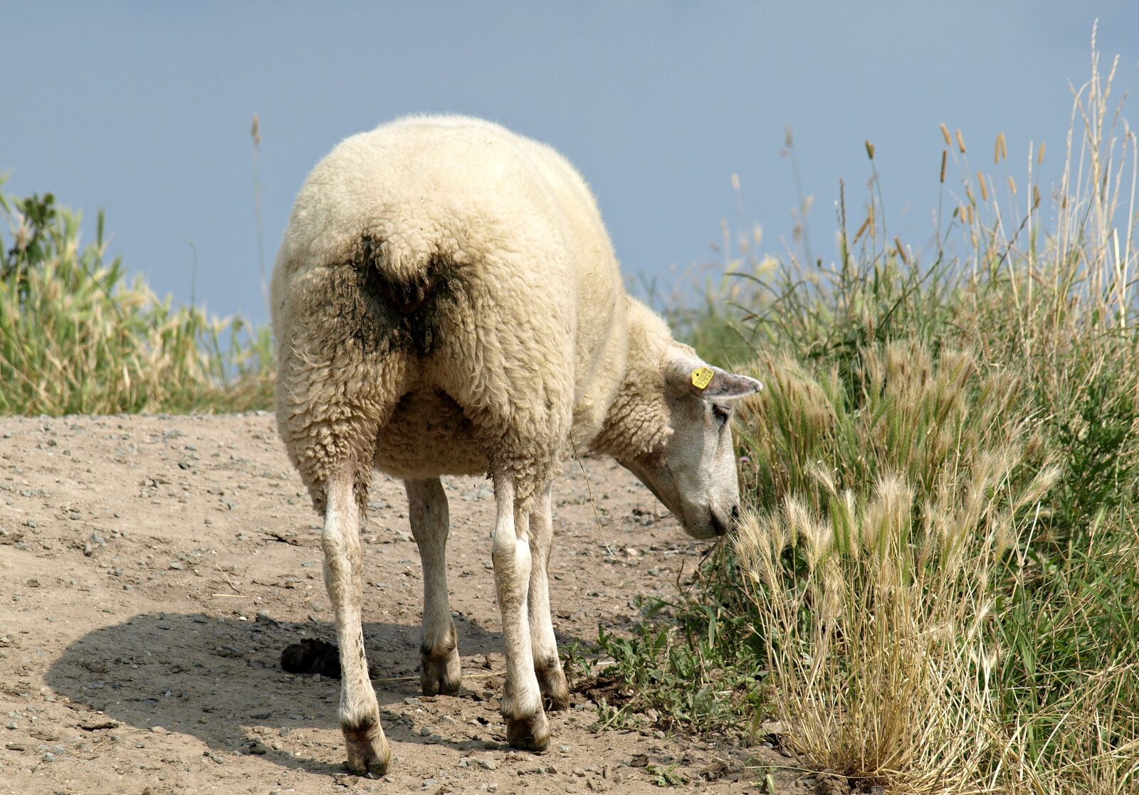 Olympus E-510 (EVOLT E-510) sample photo. Sheep, dike, north sea photography