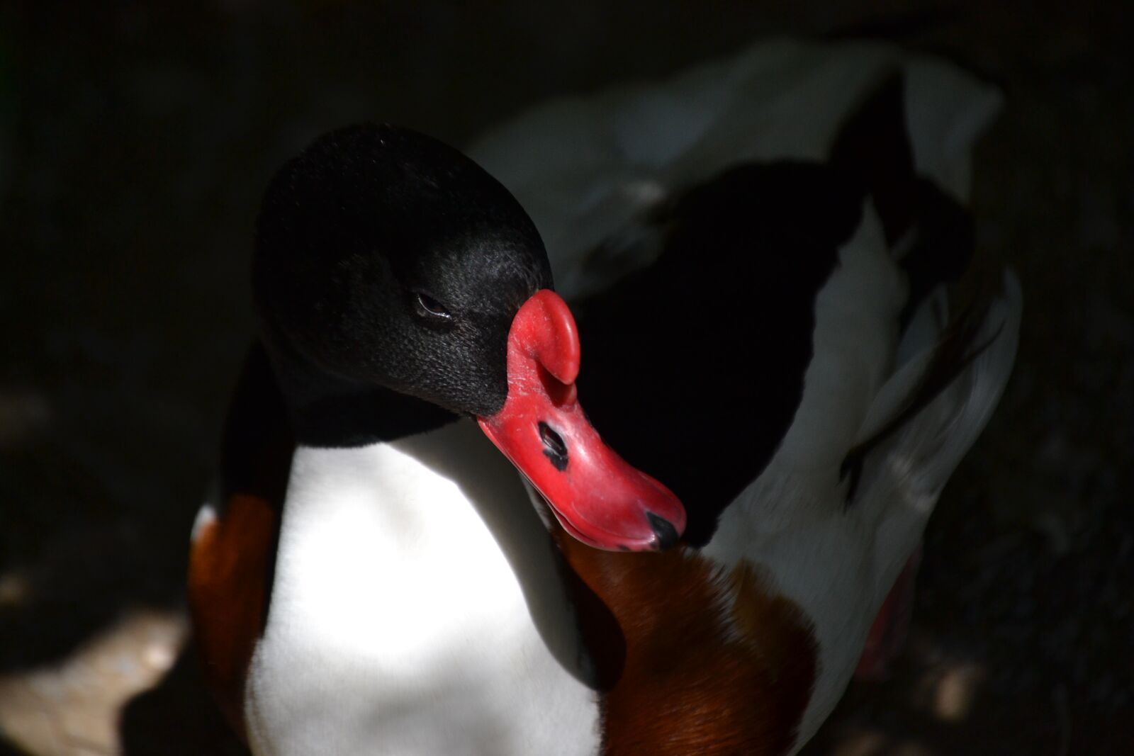 Nikon D3100 sample photo. Duck, animal, nature photography