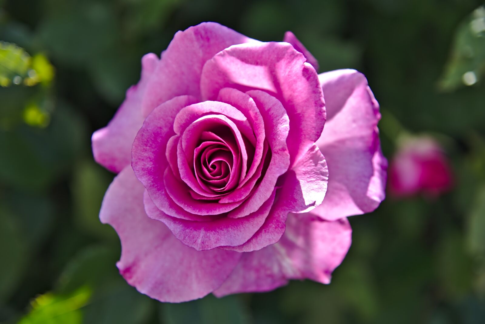 Nikon D750 sample photo. Rose, rose bloom, flower photography