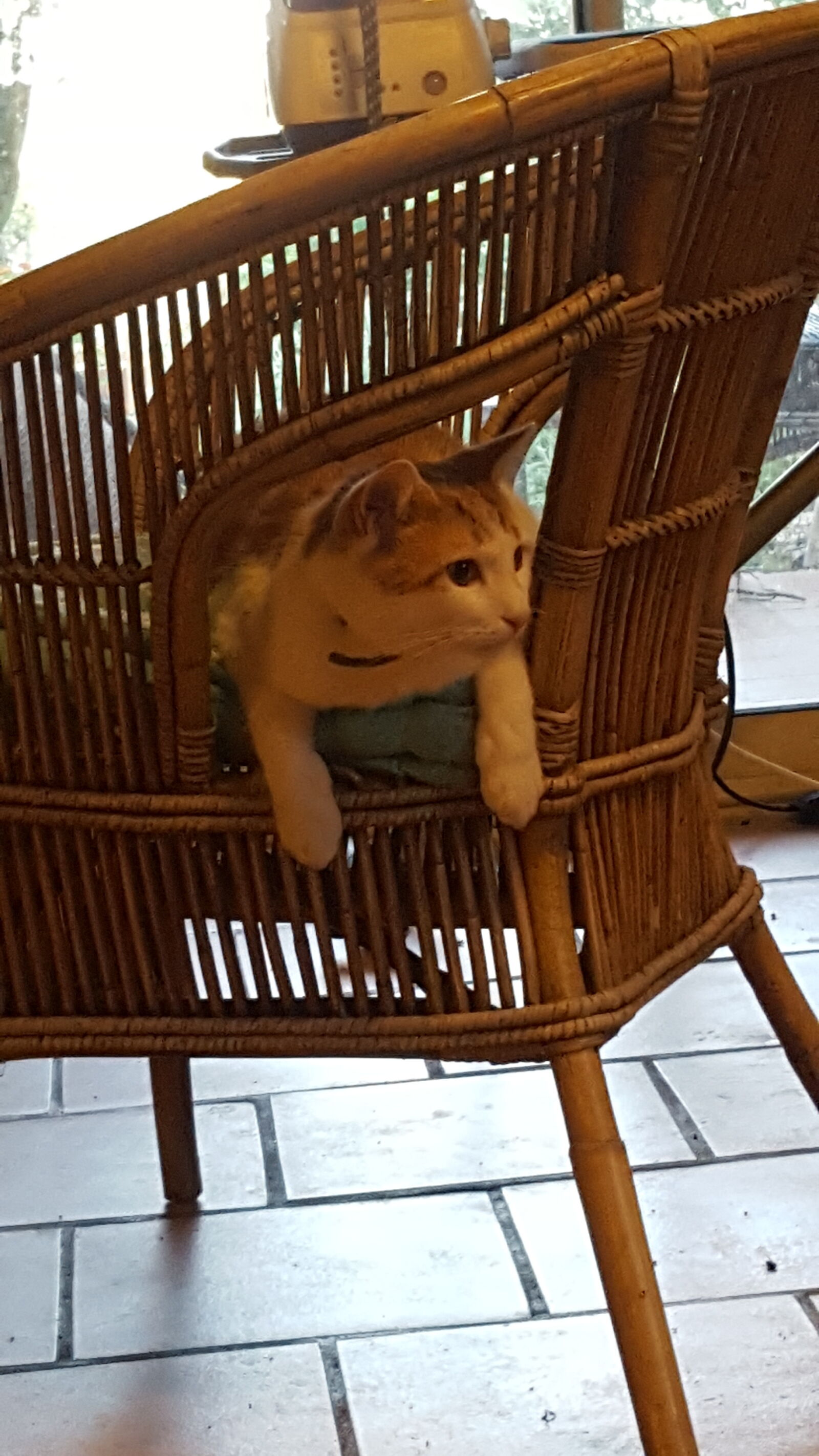 Samsung GALAXY S6 edge sample photo. Fauteuil, le, chat, amusant photography