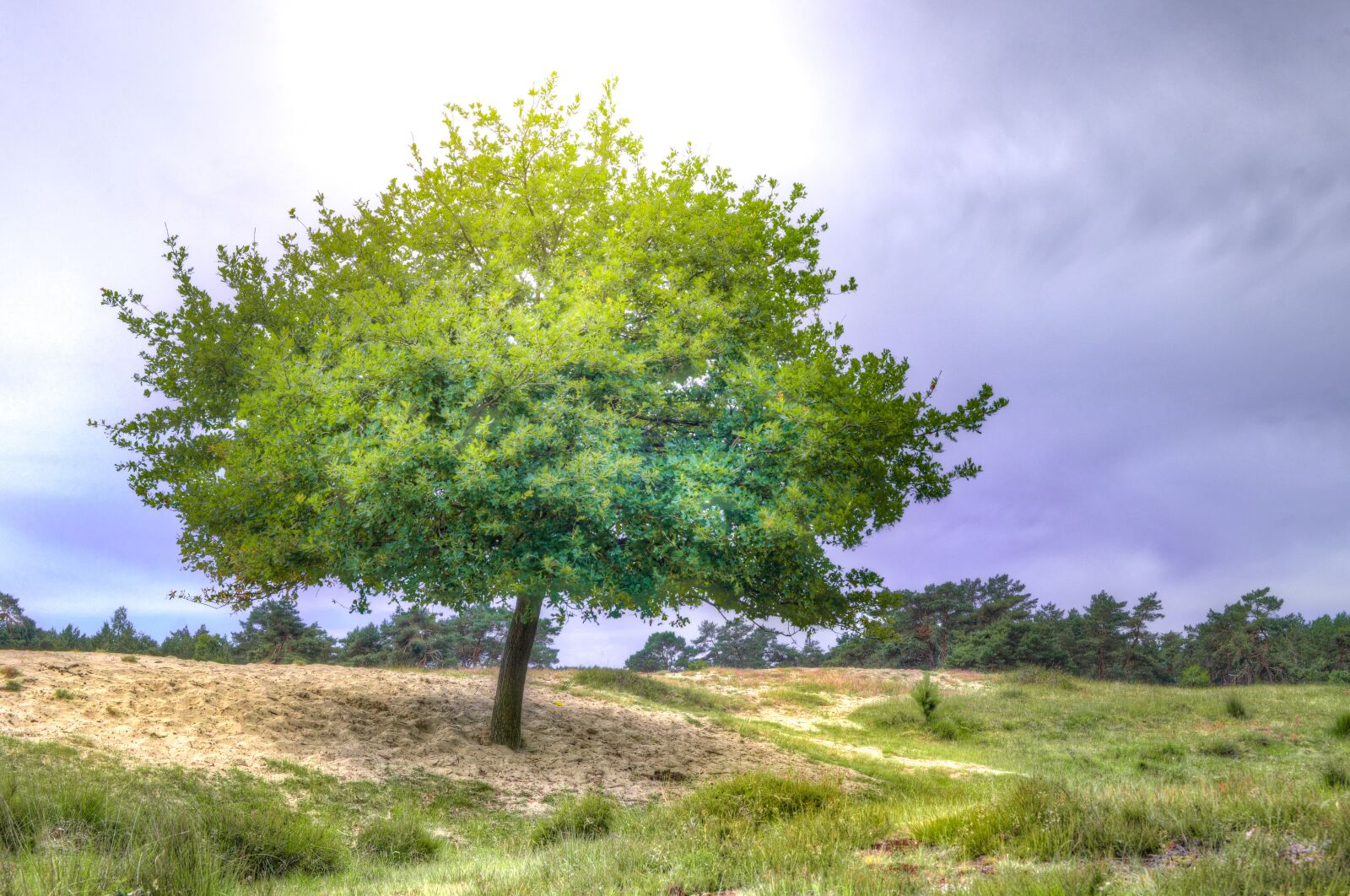 Nikon D610 sample photo. Tree, nature, oak photography