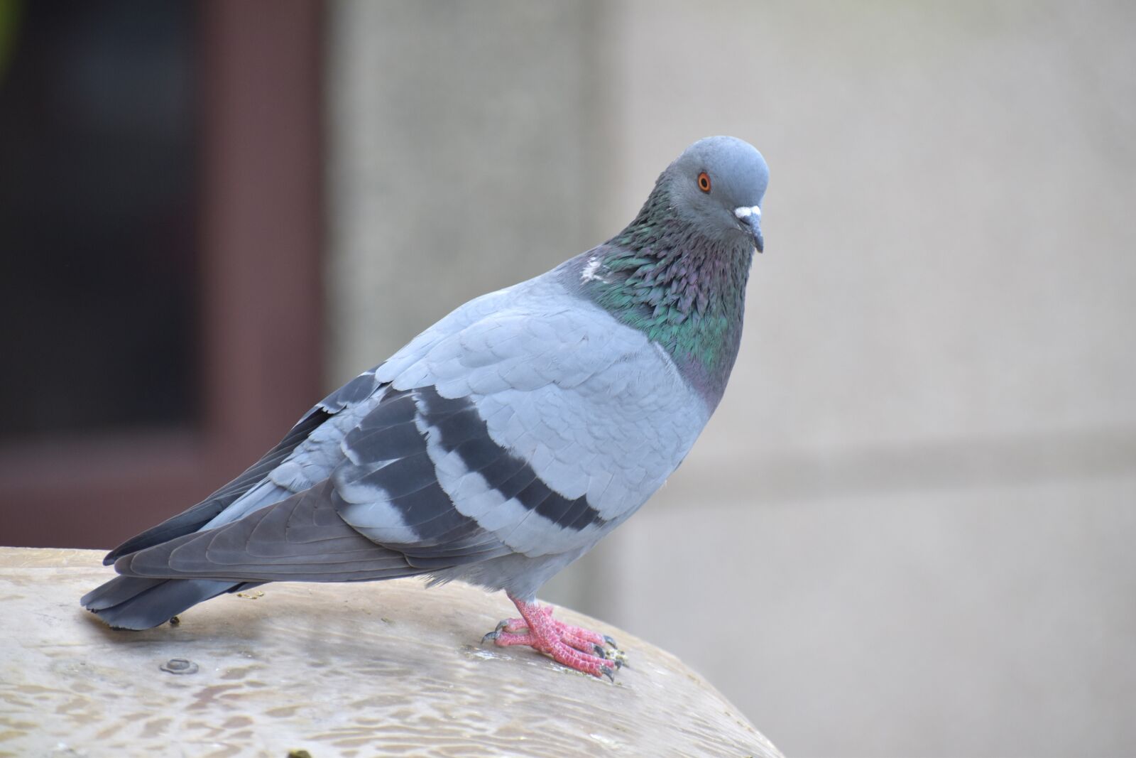 Nikon D5600 sample photo. Homing pigeon, pigeon, columba photography