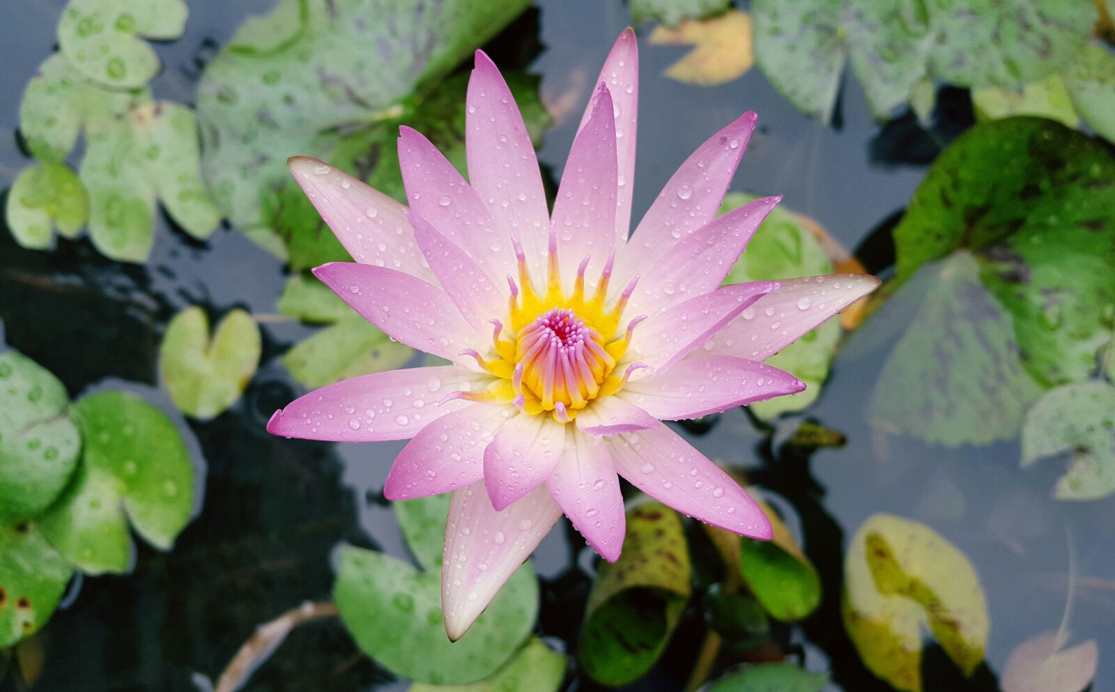 Samsung Galaxy Note5 sample photo. Nymphaea alba, pink red photography