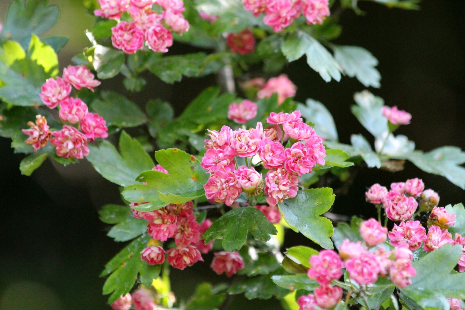 Canon EOS 650D (EOS Rebel T4i / EOS Kiss X6i) sample photo. Hawthorn, flowers, pink flowers photography