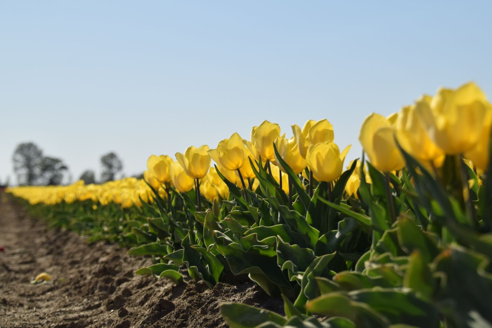Nikon D3300 sample photo. Tulips, yellow, dirksland photography