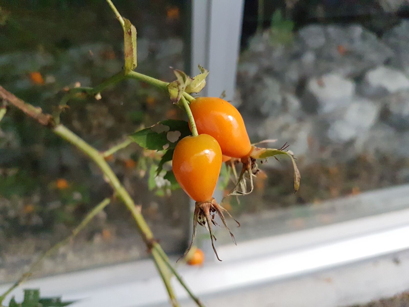 Samsung Galaxy S7 sample photo. Rose hip, plant, leaf photography