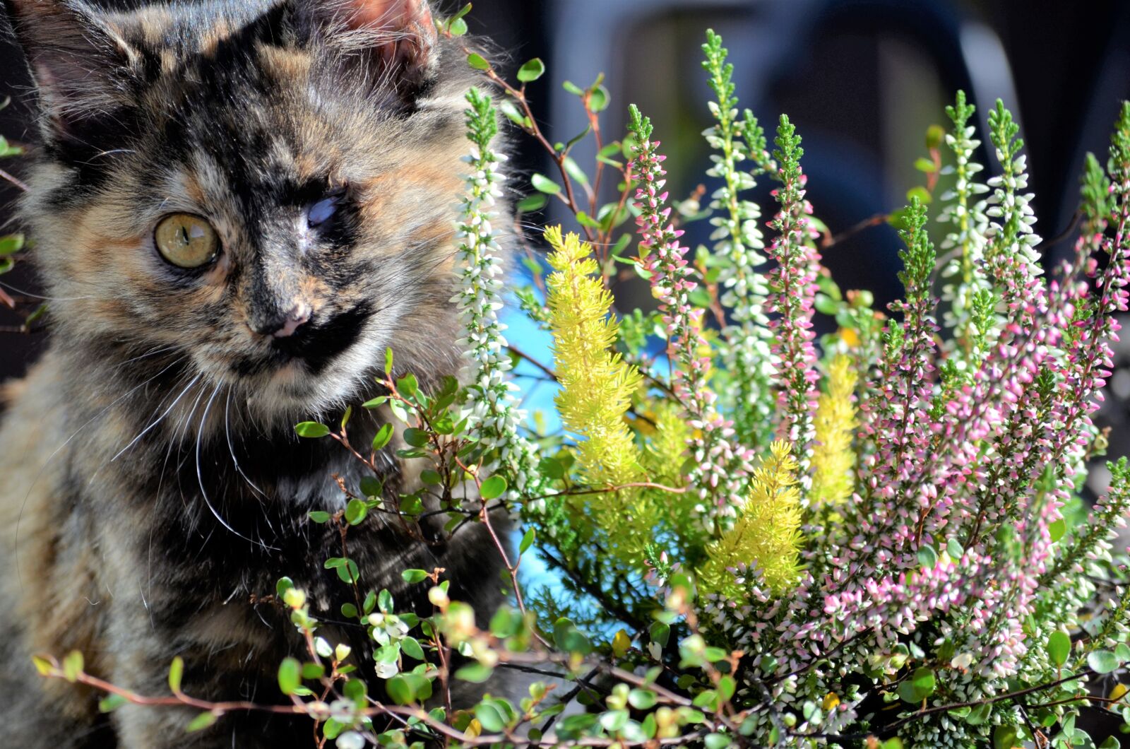 Nikon D5100 sample photo. Cat, autumn, kitten photography