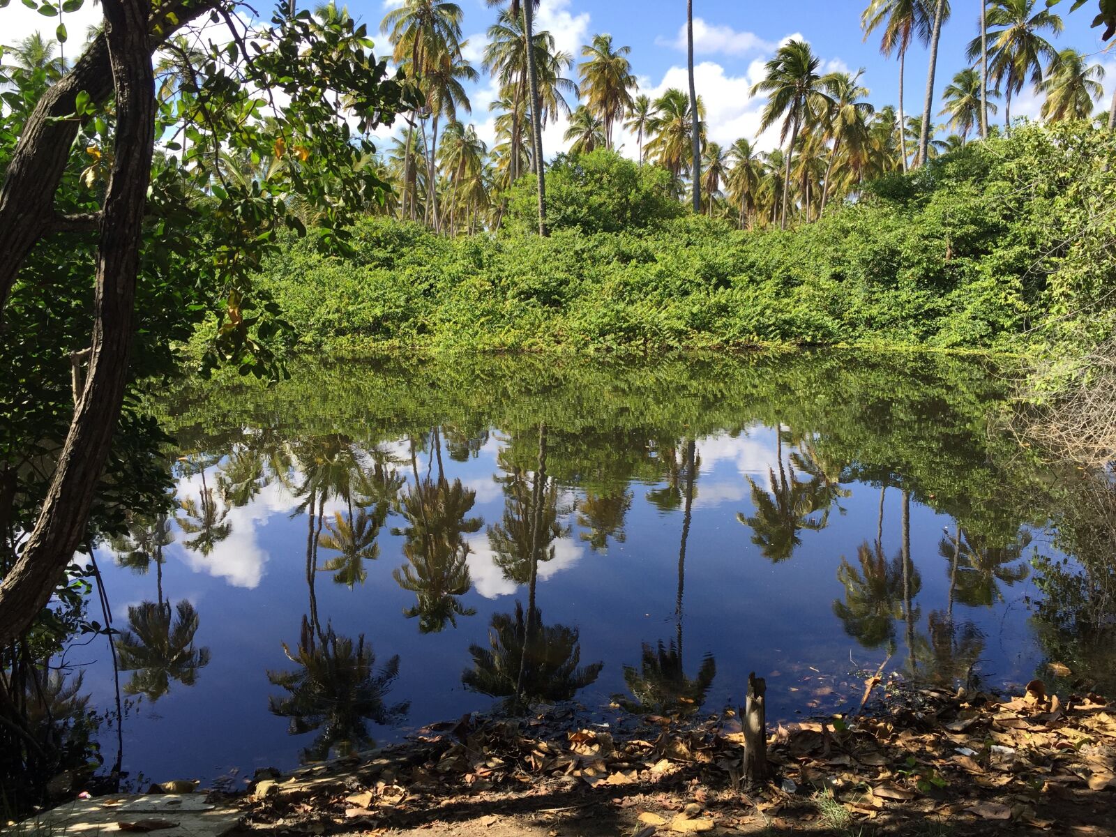 iPhone 6 Plus back camera 4.15mm f/2.2 sample photo. Rio, nature, jatiúca photography