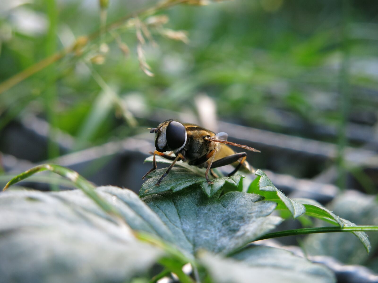 Canon PowerShot G15 sample photo. Great swamp hover fly photography