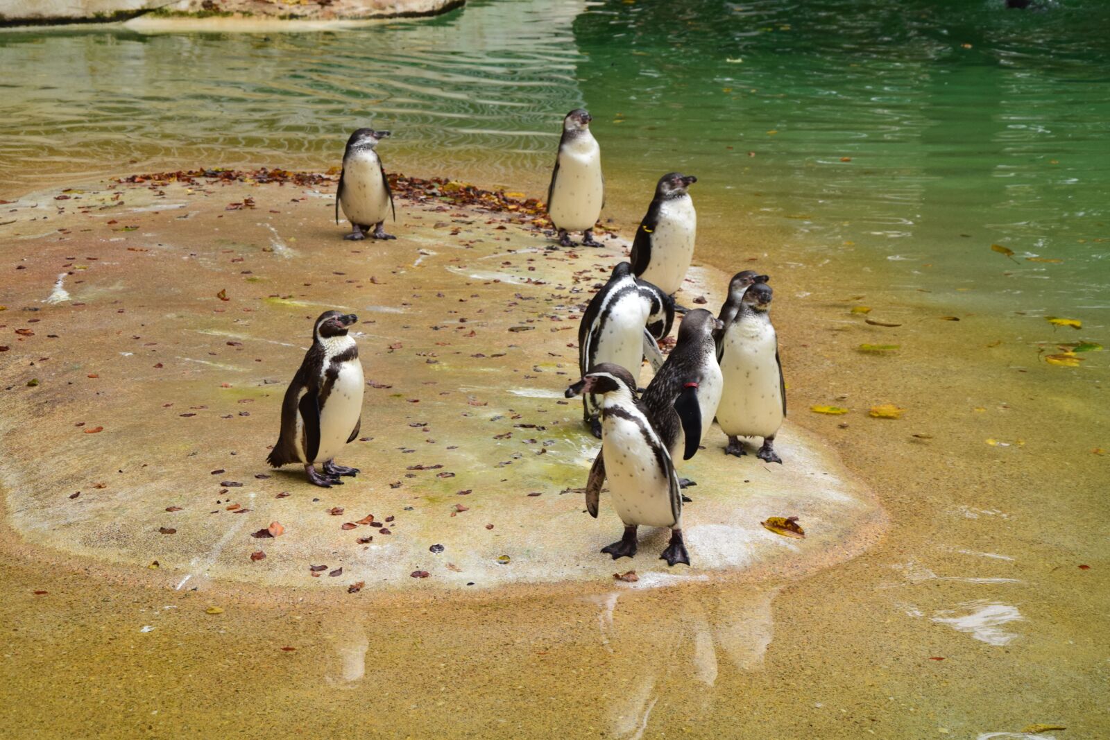 Nikon D5300 sample photo. Penguin, cold, animals photography
