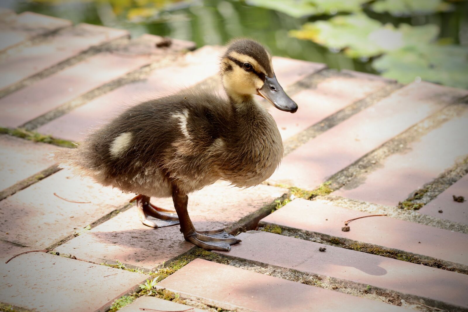 Canon EOS 800D (EOS Rebel T7i / EOS Kiss X9i) sample photo. Chicks, ducklings, mallard photography