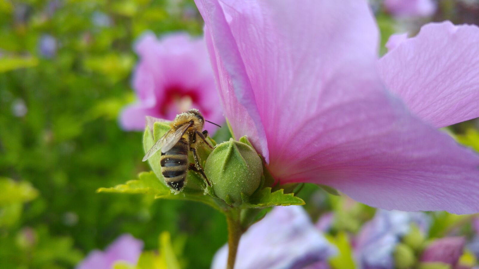 LG G4 sample photo. Bee, pollen, hibiscus photography
