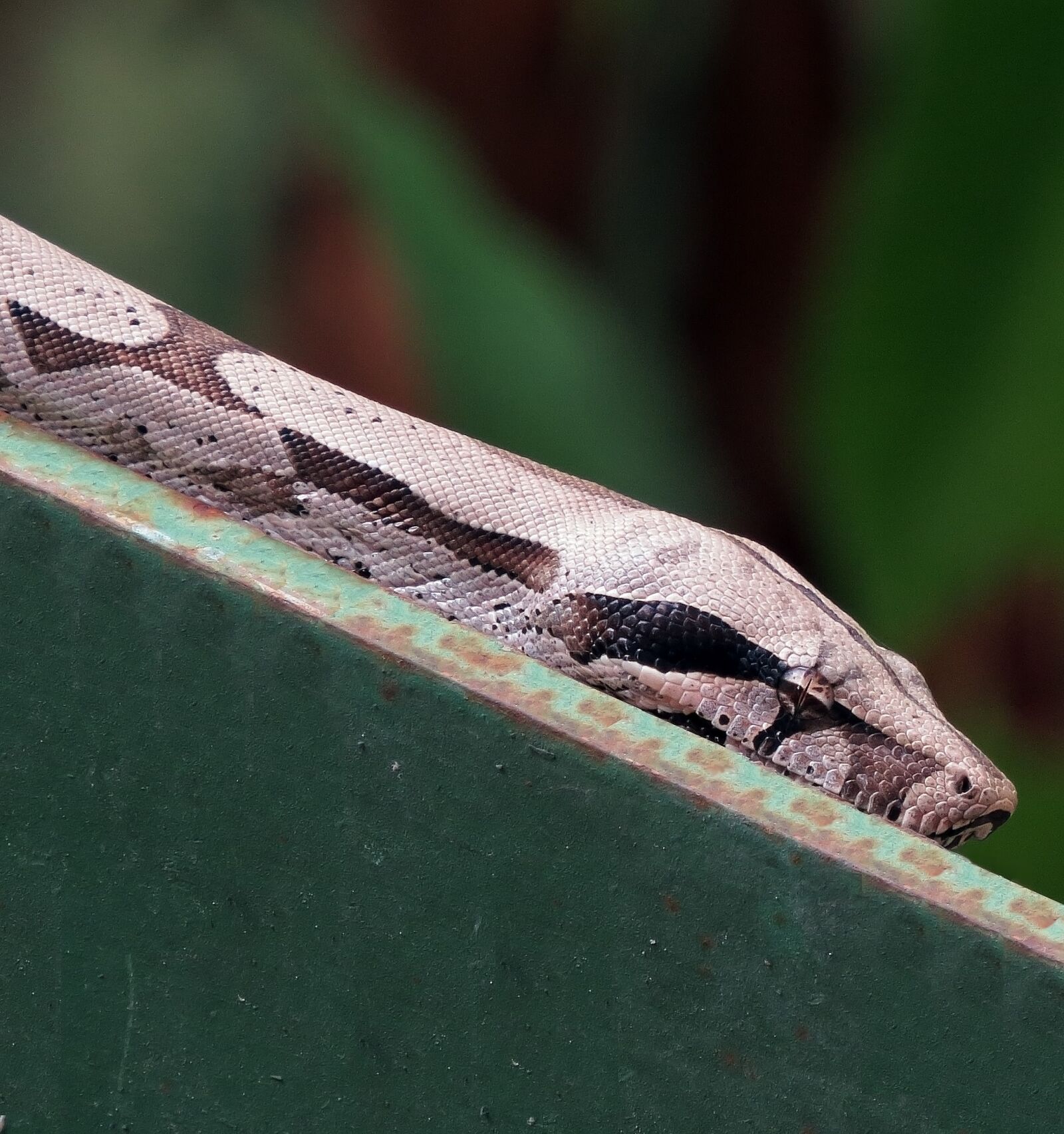 Canon PowerShot SX50 HS sample photo. Anaconda, snake, reptile photography