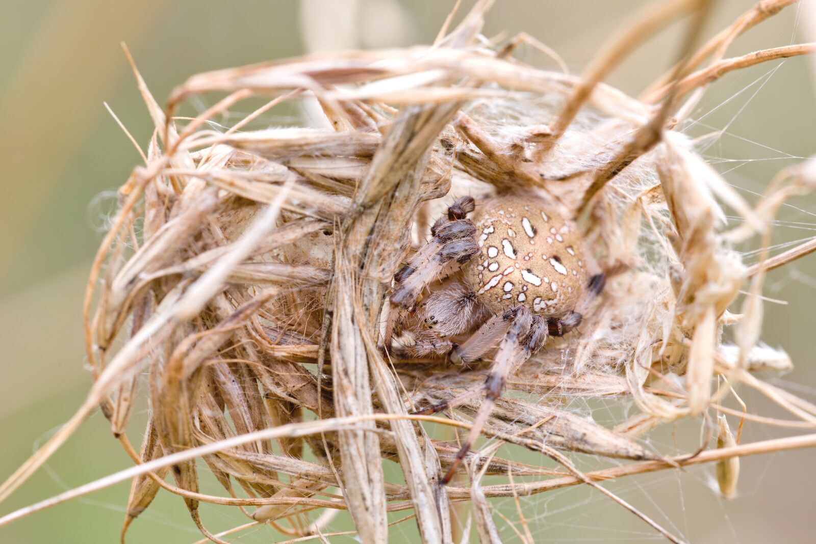 Nikon D750 sample photo. Spider in the nest photography