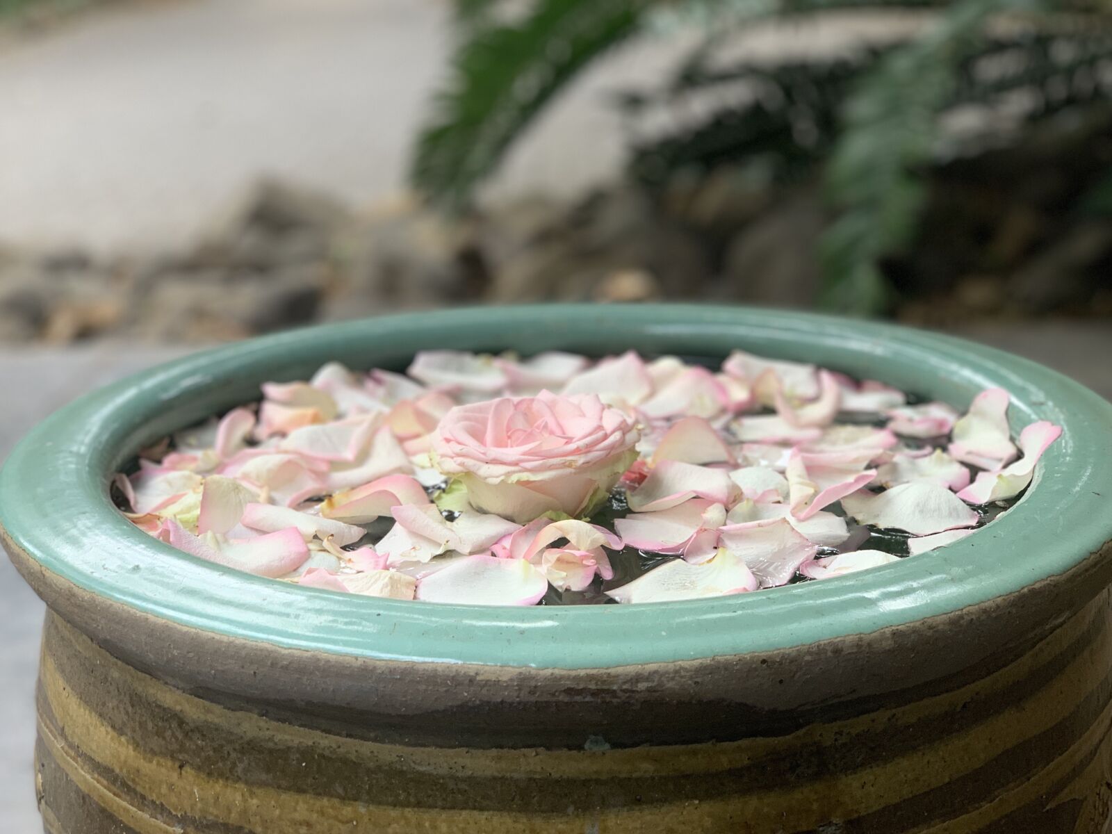 iPhone XS back dual camera 6mm f/2.4 sample photo. Decoration, rose, blossom photography