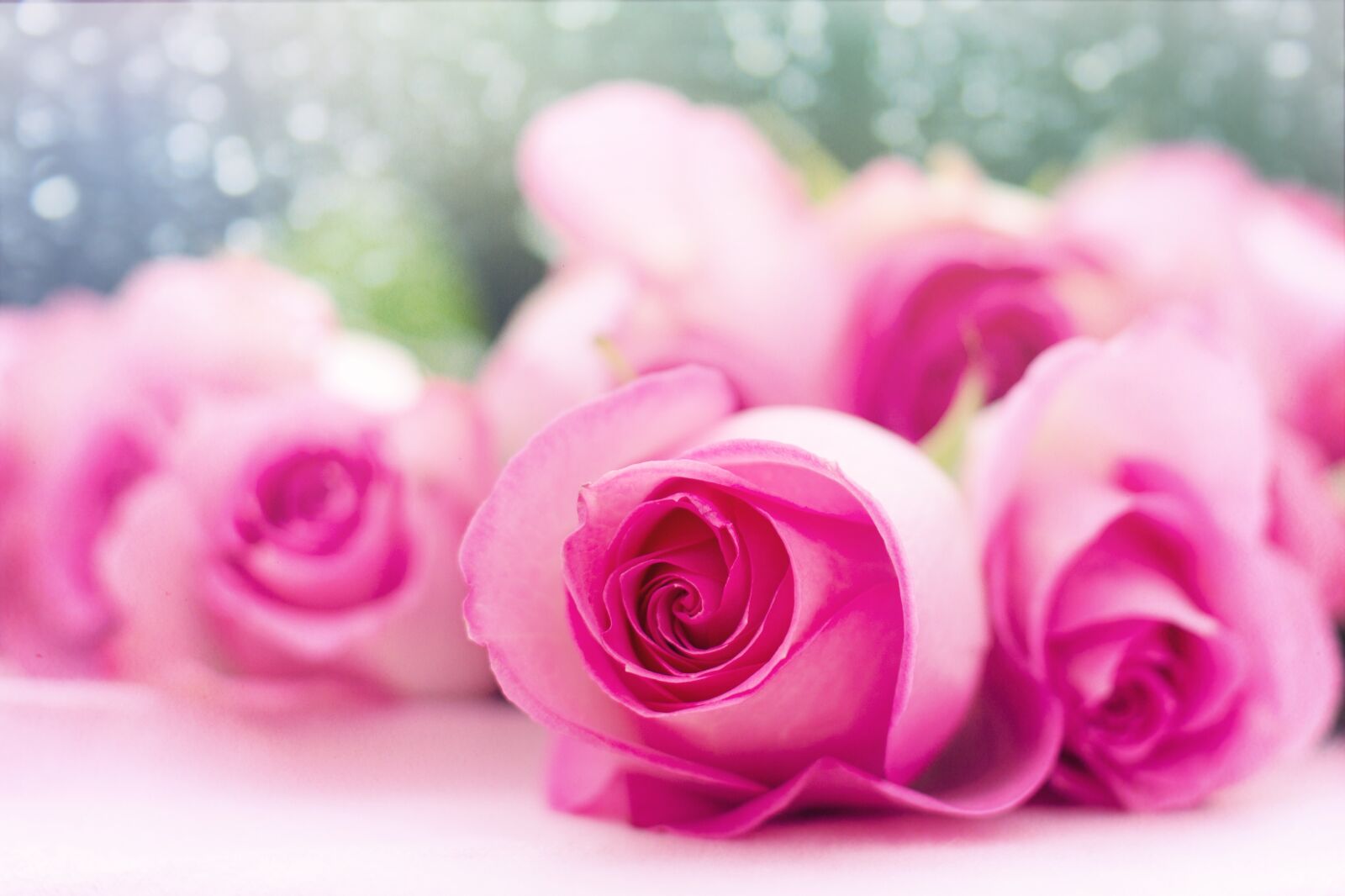 Canon EF 50mm F1.4 USM sample photo. Pink roses, roses, flowers photography