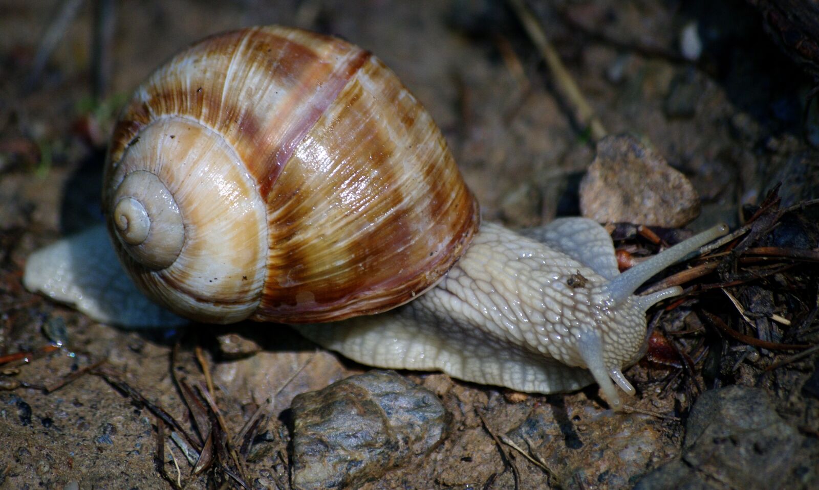 Pentax K-7 sample photo. Snail, snails, shell photography