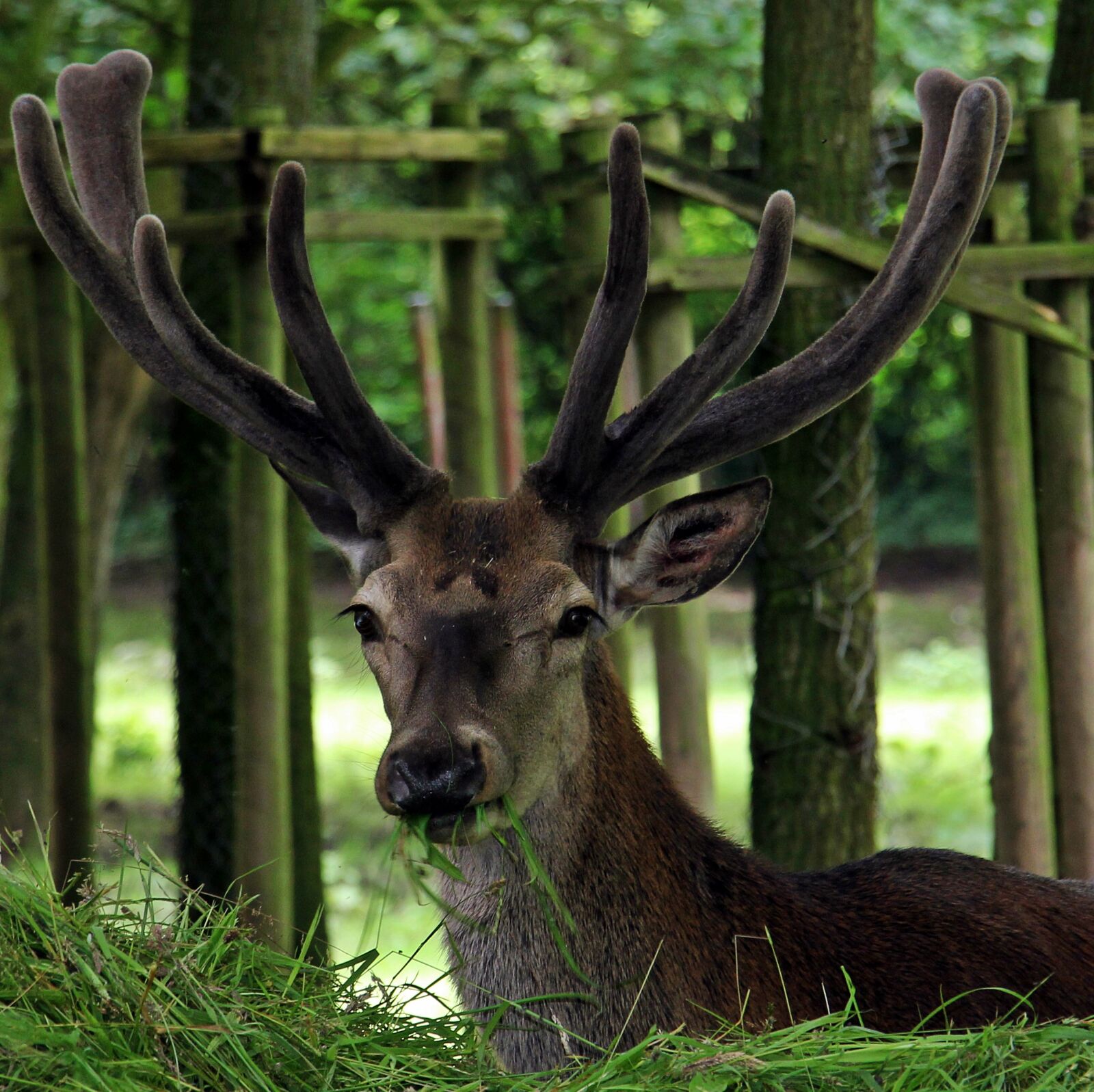 Canon EOS 550D (EOS Rebel T2i / EOS Kiss X4) sample photo. Hirsch, red deer, wild photography