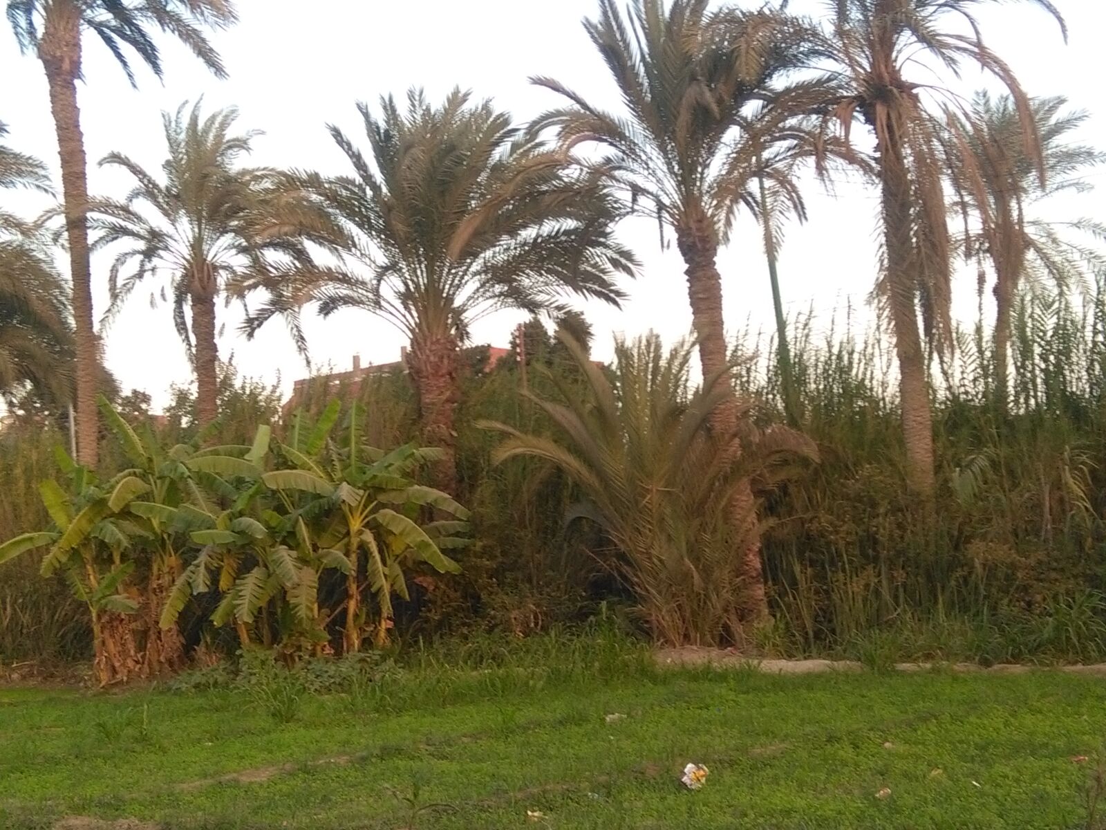HUAWEI Y6 sample photo. Landscape, nature, countryside, palmtree photography