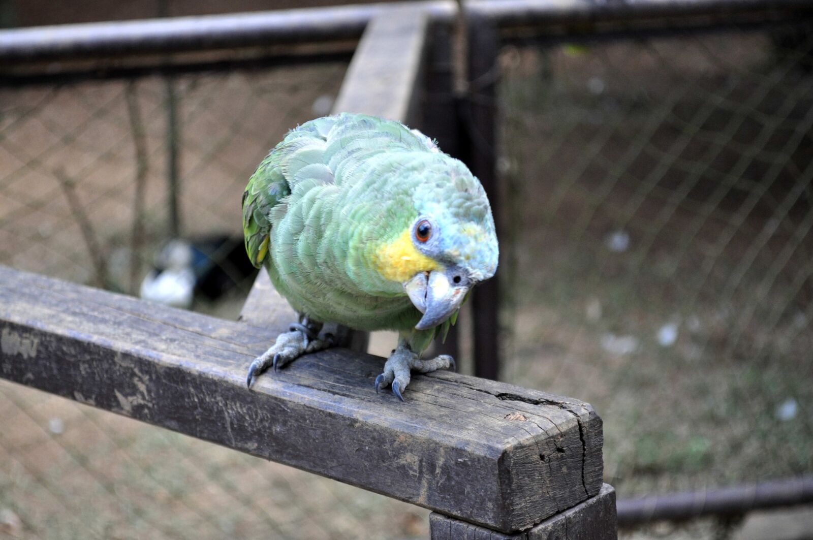 Nikon D5000 sample photo. Green, parrot, bird, zoo photography