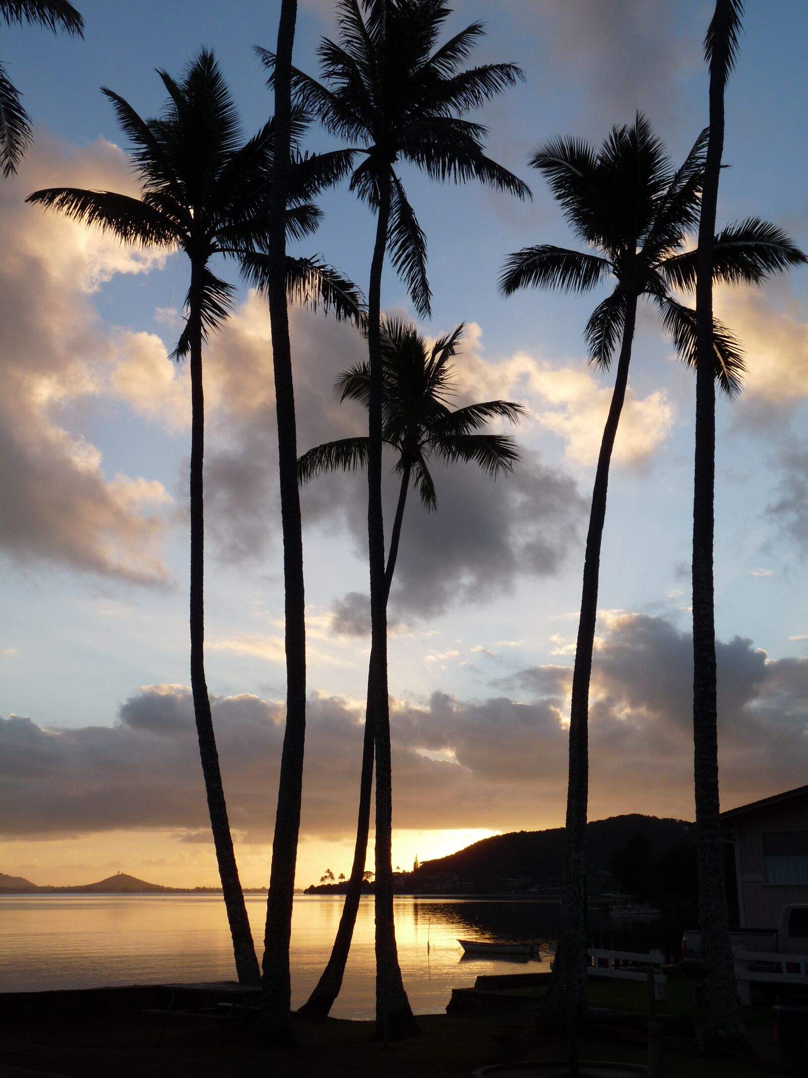 Panasonic Lumix DMC-FZ28 sample photo. Hawaii, vacations, palm trees photography