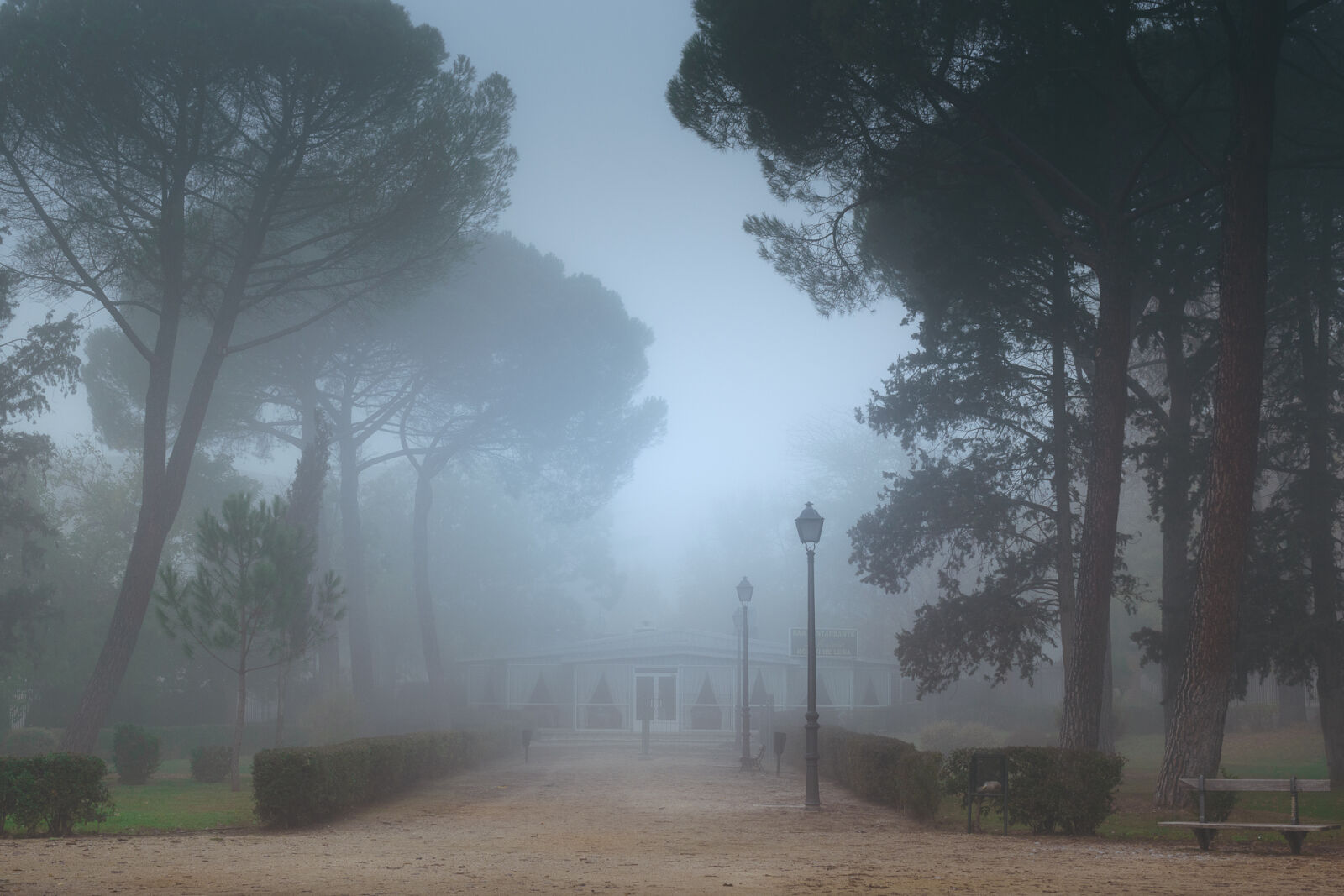 Nikon D5500 sample photo. City, park, foggy, misty photography